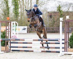 Springpferd Claire de Balou (Holsteiner, 2021, von Conthalou)