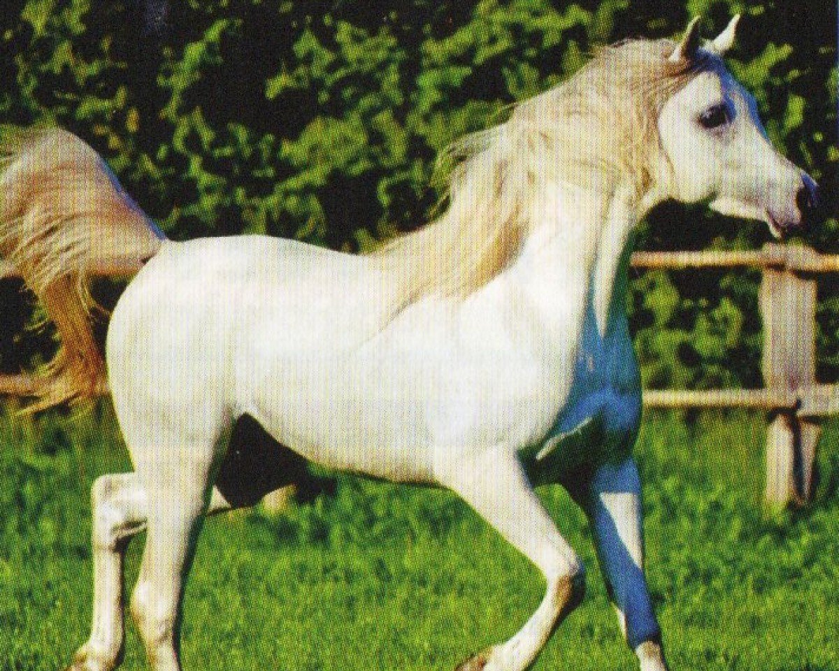 horse Al Ashiq ox (Arabian purebred,  , from El Allah Abu ox EAO)