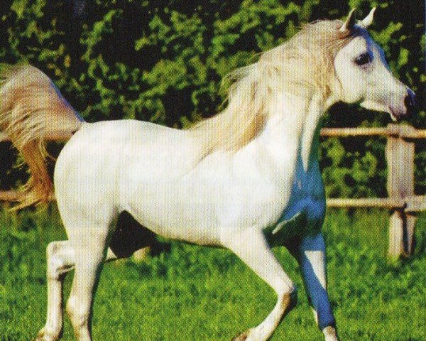 Pferd Al Ashiq ox (Vollblutaraber,  , von El Allah Abu ox EAO)