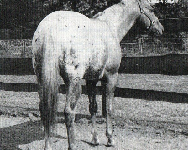 Deckhengst Native Goer (Appaloosa, 1988, von Native Medallion)