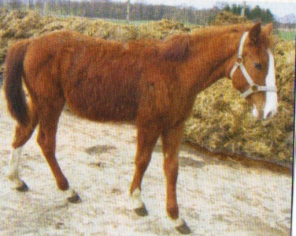Horse Ferry (American Bashkir Curly Horses, 2009, from Jondra DMC Northern Frontier)