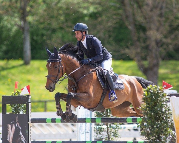 Springpferd Jaguar Ms (Belgisches Warmblut, 2015)