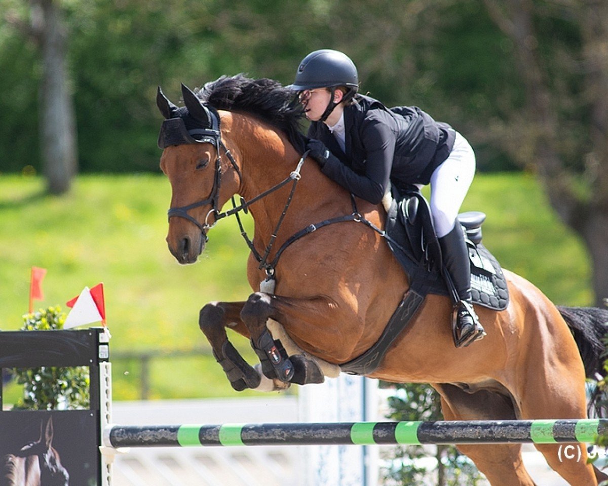 Springpferd Cashmere M (Holsteiner, 2013, von Con Spirito R)