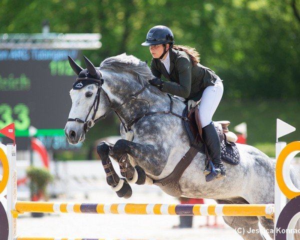 stallion Clinton's Top (Hanoverian, 2017, from Clinton's Heart)