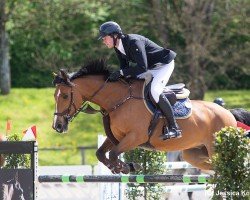 jumper Colui (Irish Sport Horse, 2015, from Luidam)