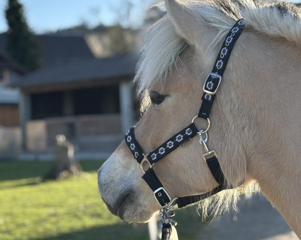 horse Jacinthe d'Ober (Fjord Horse, 2019, from Torsetblakken)