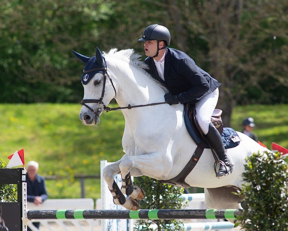 jumper Cornet-On SHO (Zangersheide riding horse, 2017)