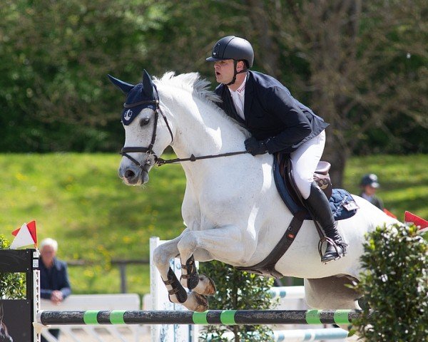 Springpferd Cornet-On SHO (Zangersheide Reitpferd, 2017)