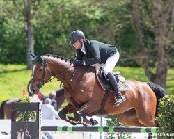 Springpferd Indian Summer I (Holsteiner, 2016, von Constanzehof's Barcley)