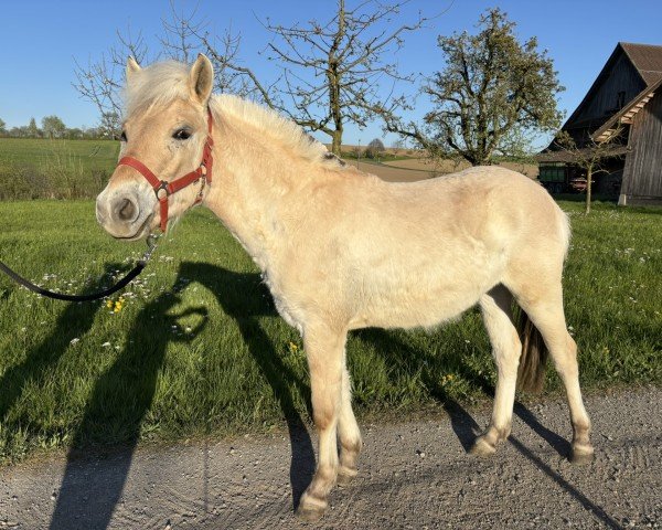 horse Fleur de Lis (Fjord Horse, 2024, from Kelvin)