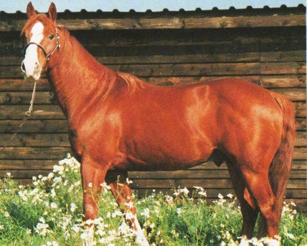 Cavallo Lil Pepsi Prescript (Quarter Horse, 1992, di Little Peppy Coke)