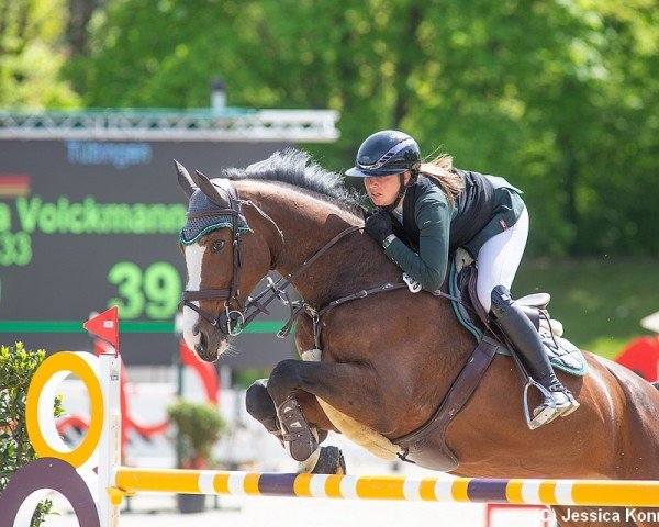 broodmare Evita 433 (KWPN (Royal Dutch Sporthorse), 2009, from Numero Uno)
