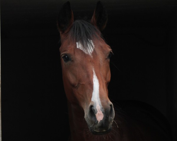 Zuchtstute Balouberta 5 (Oldenburger Springpferd, 2013, von Balous Bellini)