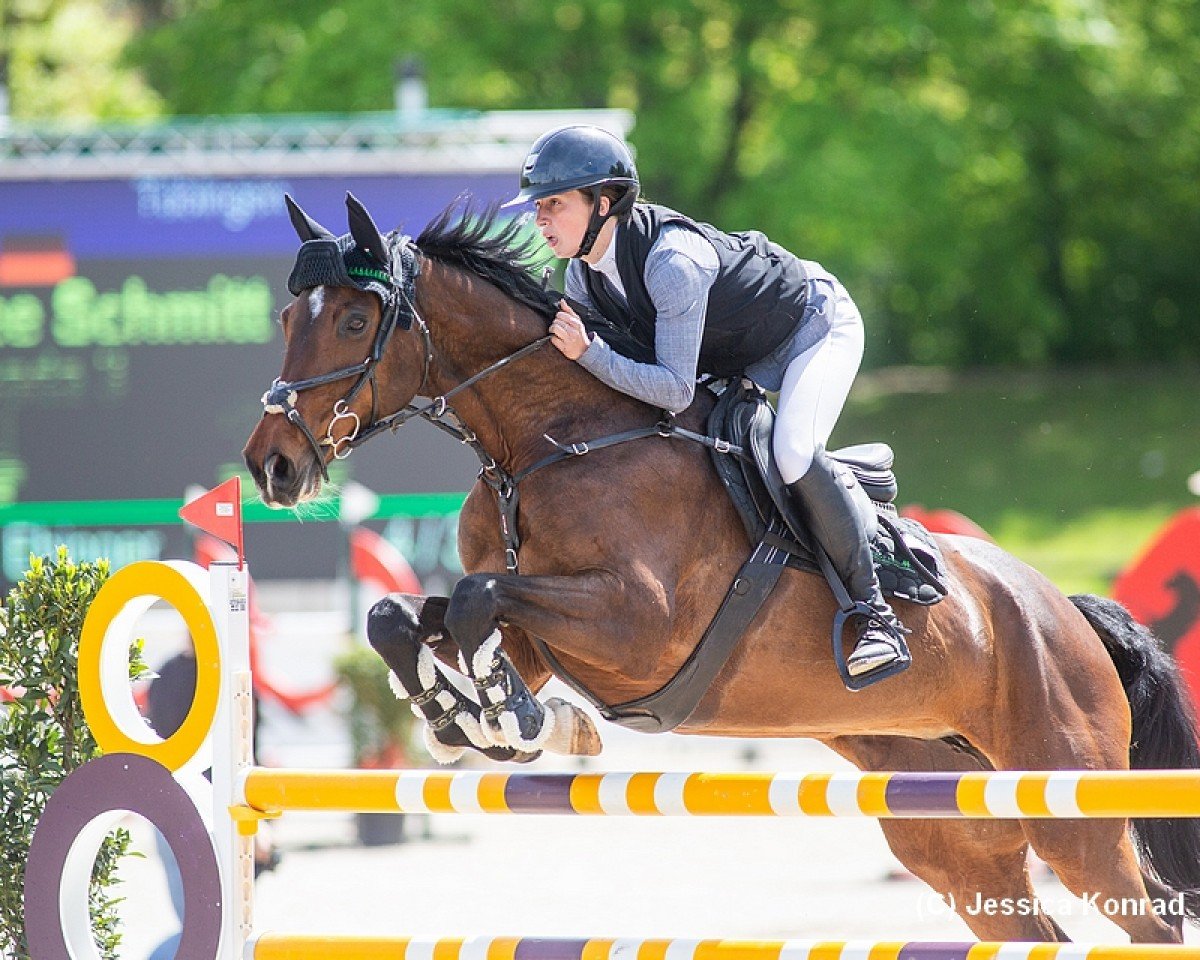 Springpferd Cambada 3 (Deutsches Sportpferd, 2013, von Carenzo)