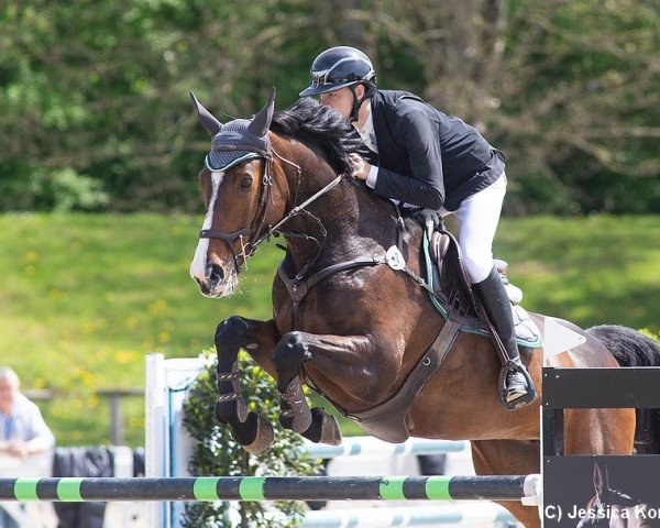 broodmare Camilla CH (Westphalian, 2015, from Cellestial)