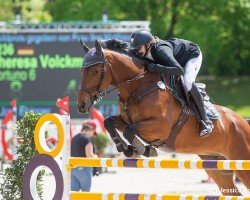 Springpferd Fortuno (KWPN (Niederländisches Warmblut), 2010, von Vaillant)