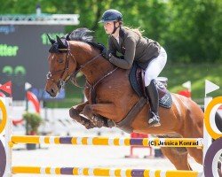 Springpferd Con Stakky (Holsteiner, 2011, von Canstakko)