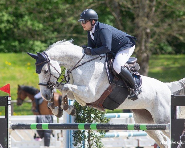 Springpferd Ascona Z (Zangersheide Reitpferd, 2015, von Arezzo VDL)