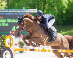 Springpferd Qualitys Blue (Hannoveraner, 2016, von Quality Time)