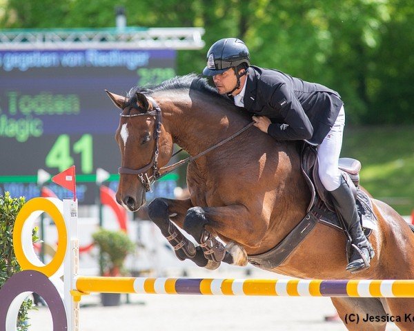 Springpferd Quantos Magic (Deutsches Sportpferd, 2014, von Quinto's Chamb)