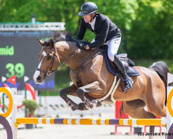 jumper CAMIRA (Swiss Warmblood, 2015, from Croesus)
