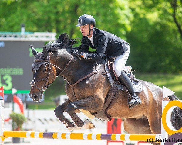 jumper Pramwaldhof's Sassicaia (Hanoverian, 2018, from Stakkato Gold)