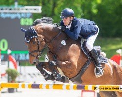 Springpferd Querido 75 (Holsteiner, 2016, von Quiran)