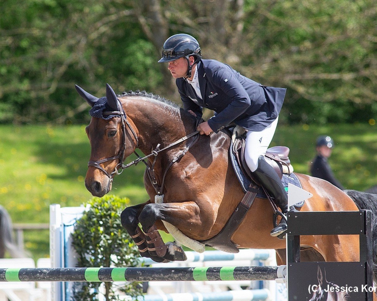 Springpferd Balisto S (Deutsches Sportpferd, 2014, von Balou du Rouet)