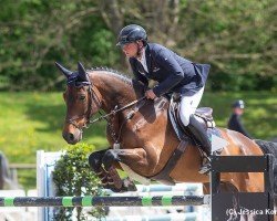 Springpferd Balisto S (Deutsches Sportpferd, 2014, von Balou du Rouet)