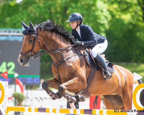 jumper Cascadella 3 (Hanoverian, 2015, from Cascadello)