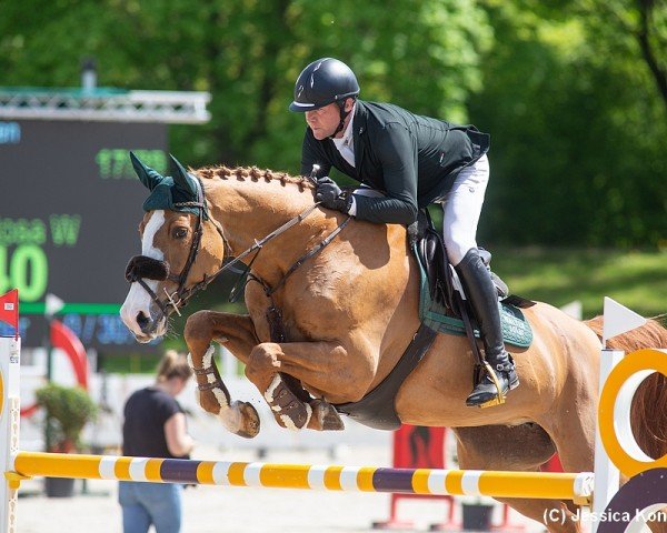 jumper Cora de La Rosa W (Württemberger, 2011, from Carrico)