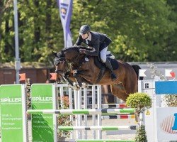 Springpferd Unico Tu (Holsteiner, 2020, von UNITED WAY)