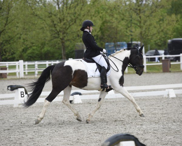 dressage horse Laranta (KWPN (Royal Dutch Sporthorse), 2016, from Ebony)