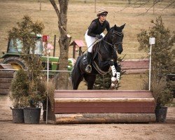 eventing horse Starlet 97 (German noble blood horse, 2021, from Räuberfürst)