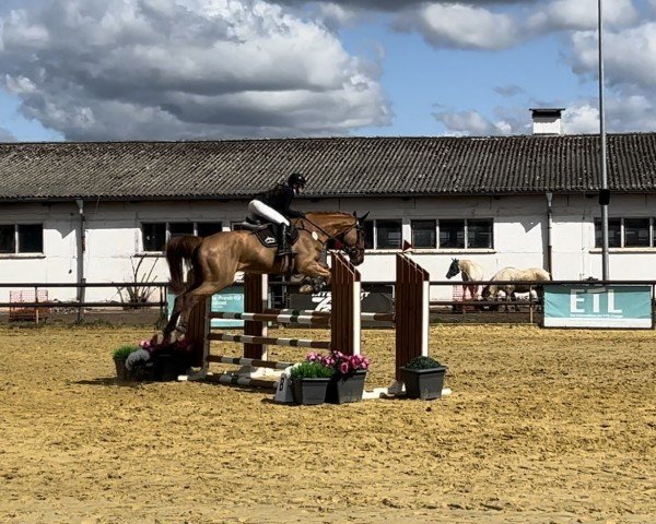 Springpferd Kanon Z (Zangersheide Reitpferd, 2019, von Kannan Jr)
