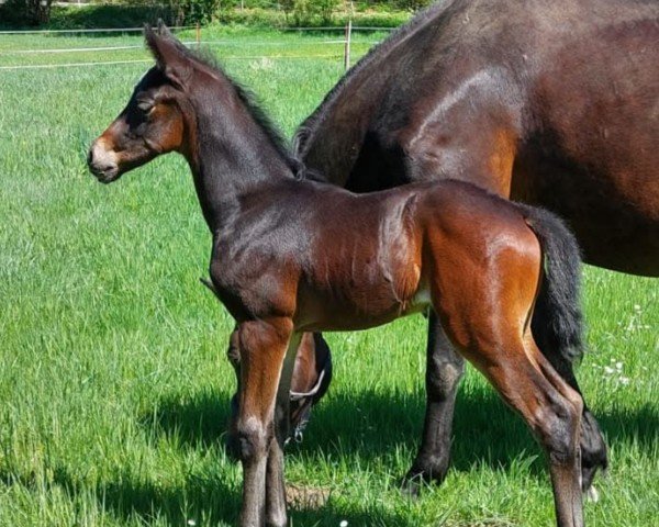 Fohlen von Zaubergold (Trakehner, 2025, von Schwarzgold)
