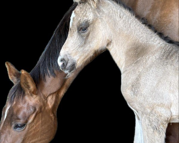 foal by Golden Glow Mk (German Riding Pony, 2025, from Gold Garant)