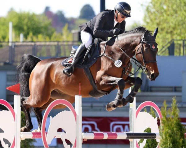 Springpferd U`Brain von Barlo (Westfale, 2019, von United Touch S)