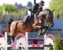 jumper U`Brain von Barlo (Westphalian, 2019, from United Touch S)