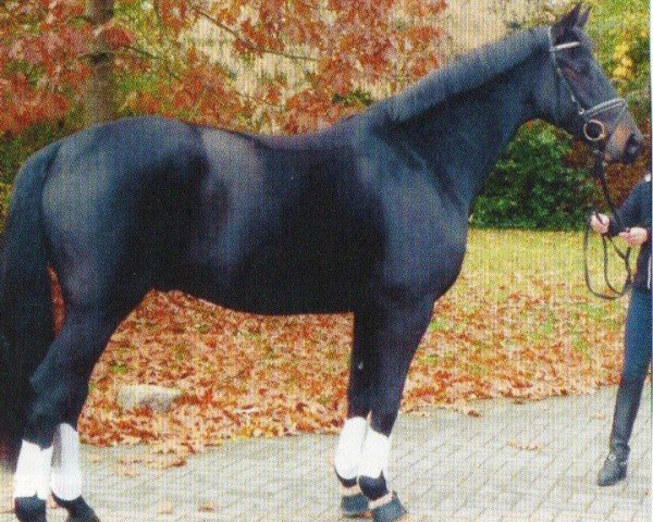 Dressurpferd Diamond Sky 6 (Hannoveraner, 2005, von Dauphin)