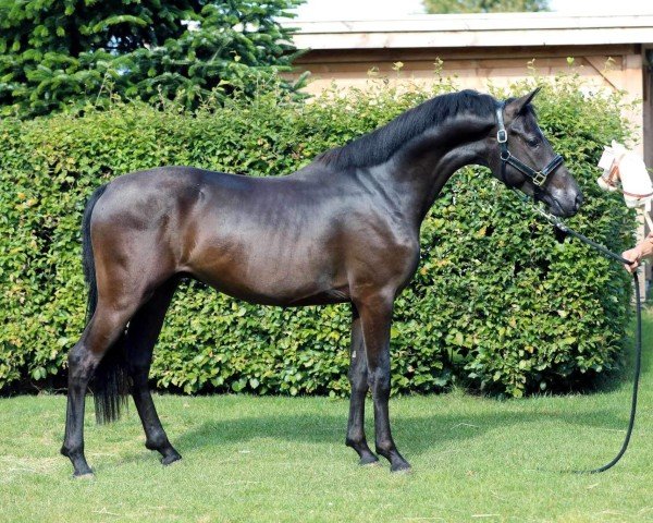 Pferd Totally Perfect (Deutsches Reitpony, 2022, von Glock's Toto Jr.)