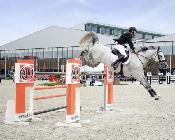 Springpferd Carizma (Schwedisches Warmblut, 2011, von Cabachon)