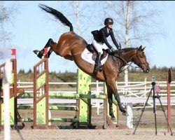 Springpferd Lamuze F (KWPN (Niederländisches Warmblut), 2016, von I'm Special de Muze)