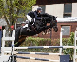 broodmare Diva (Hanoverian, 2014, from Diacontinus)