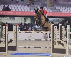 Springpferd Hardcase (Belgisches Warmblut, 2007, von Andiamo)