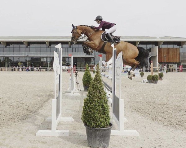 Springpferd Funky Blue (KWPN (Niederländisches Warmblut), 2010, von Zirocco Blue)