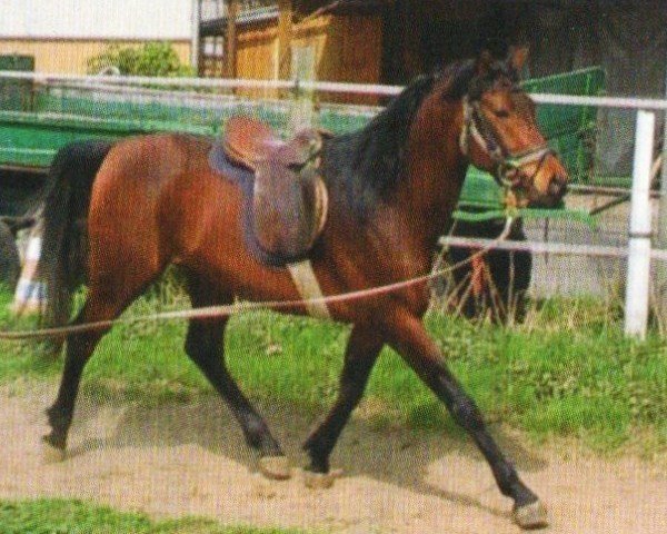 horse Illusion (Arabian, 2005, from Al Hakim EAO)