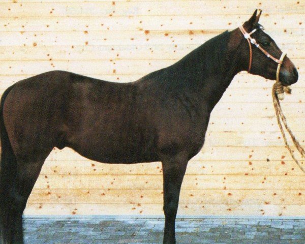 horse TT Dry Doc (Quarter Horse, 1993, from Dry Doc 23)