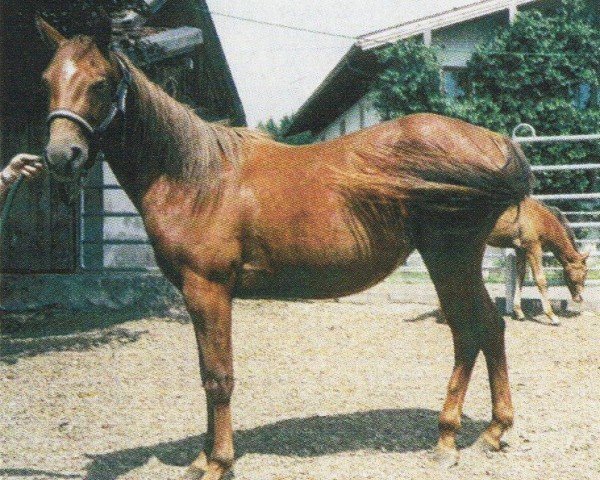 Pferd Ace (Quarter Horse, 2001, von Lotta Zippo)