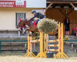 jumper Mount Pleasant Diamond Rose (British Riding Pony, 2015, from Mount Pleasant Gold Dust)